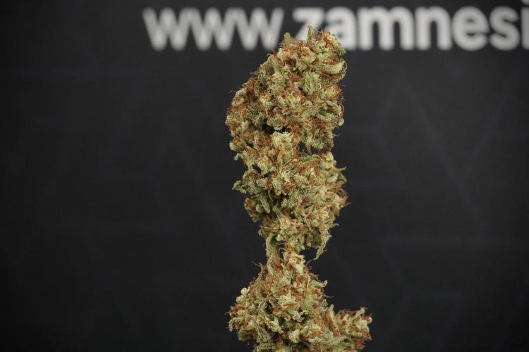 Animal Mints-Legends of the Frozen North. Week 15 - Trimming Animal Mints Plant C and D