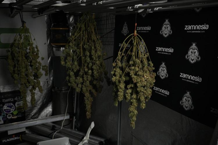 Animal Mints-Legends of the Frozen North. Week 16 - ready to trim 