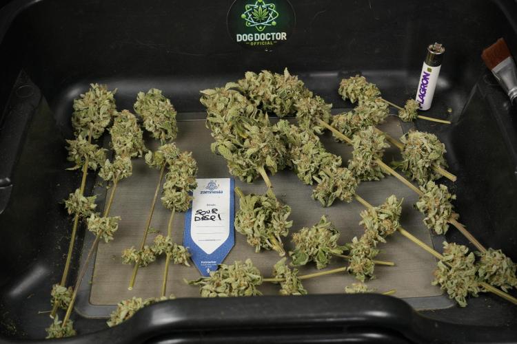 SOUR DIESEL-The Ascension of a Legend. Week 15 - Trimming the Sour Diesel 