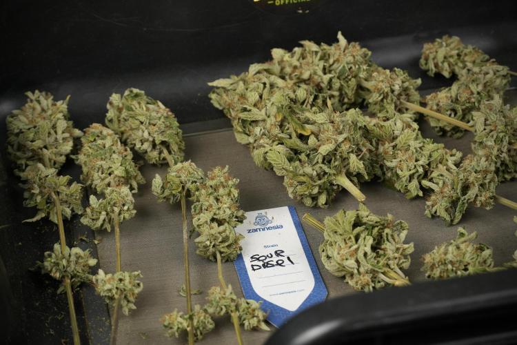 SOUR DIESEL-The Ascension of a Legend. Week 15 - Trimming the Sour Diesel 