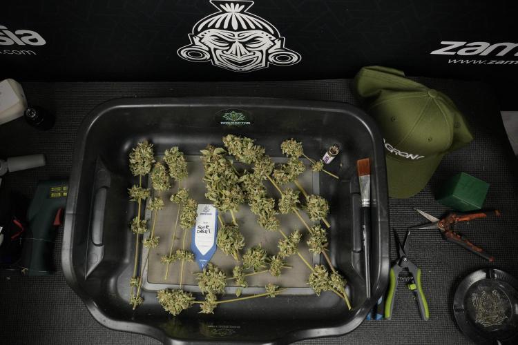 SOUR DIESEL-The Ascension of a Legend. Week 15 - Trimming the Sour Diesel 