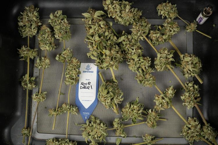 SOUR DIESEL-The Ascension of a Legend. Week 15 - Trimming the Sour Diesel 
