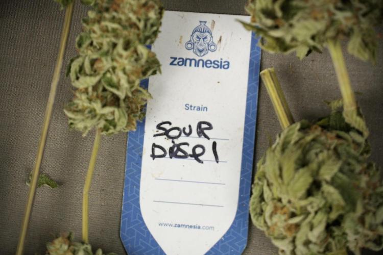 SOUR DIESEL-The Ascension of a Legend. Week 15 - Trimming the Sour Diesel 