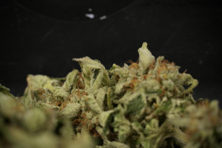 SOUR DIESEL-The Ascension of a Legend. Week 15 - Trimming the Sour Diesel 
