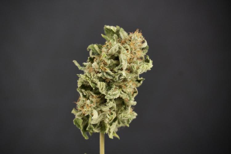 SOUR DIESEL-The Ascension of a Legend. Week 15 - the fruits ready for Trimming the Sour Diesel 