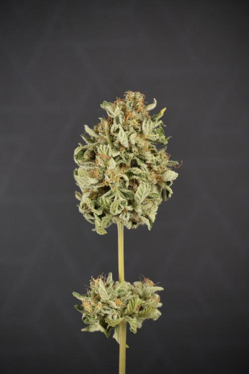 SOUR DIESEL-The Ascension of a Legend. Week 15 - the fruits ready for Trimming the Sour Diesel 