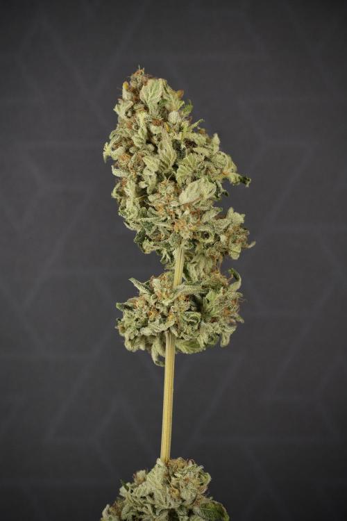 SOUR DIESEL-The Ascension of a Legend. Week 15 - the fruits ready for Trimming the Sour Diesel 