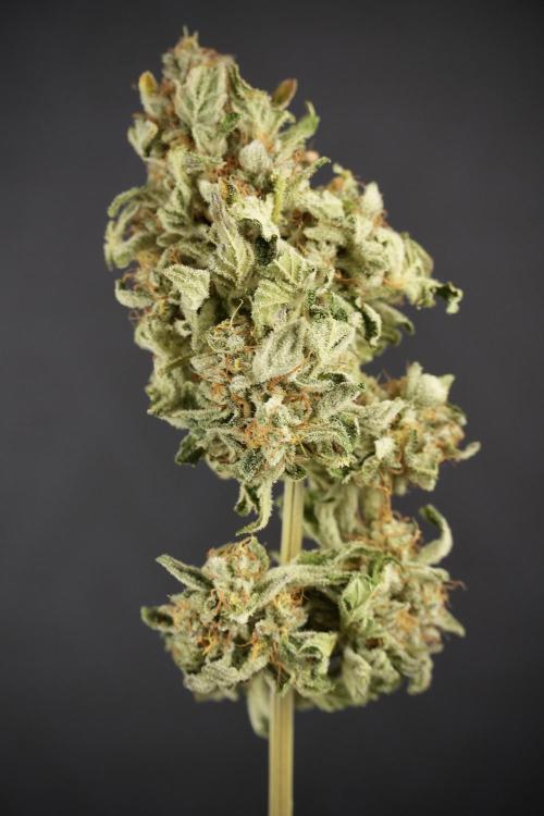 SOUR DIESEL-The Ascension of a Legend. Week 15 - the fruits ready for Trimming the Sour Diesel 