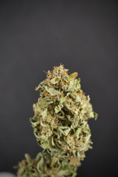 SOUR DIESEL-The Ascension of a Legend. Week 15 - the fruits ready for Trimming the Sour Diesel 