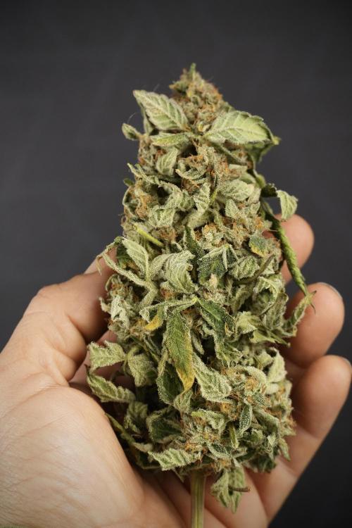 SOUR DIESEL-The Ascension of a Legend. Week 15 - the fruits ready for Trimming the Sour Diesel 