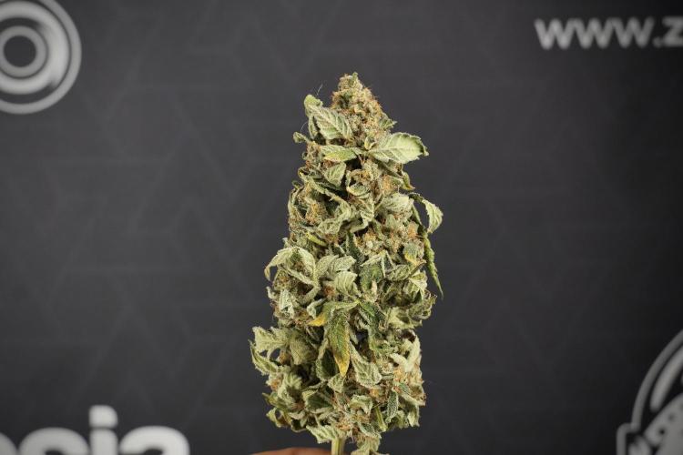 SOUR DIESEL-The Ascension of a Legend. Week 15 - the fruits ready for Trimming the Sour Diesel 