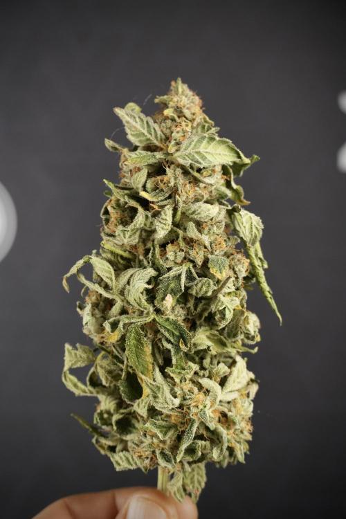 SOUR DIESEL-The Ascension of a Legend. Week 15 - the fruits ready for Trimming the Sour Diesel 
