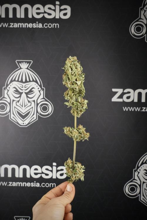SOUR DIESEL-The Ascension of a Legend. Week 15 - the fruits ready for Trimming the Sour Diesel 