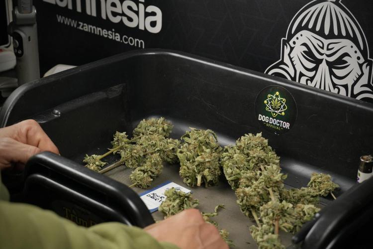 SOUR DIESEL-The Ascension of a Legend. Week 15 - the fruits ready for Trimming the Sour Diesel 