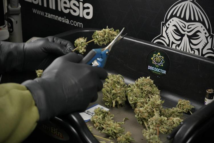 SOUR DIESEL-The Ascension of a Legend. Week 15 - trimming by hand 