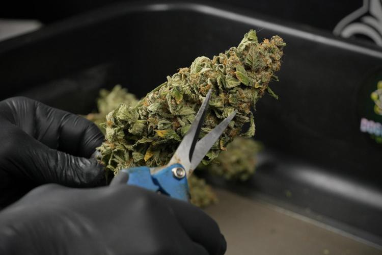 SOUR DIESEL-The Ascension of a Legend. Week 15 - hand trimming with love 