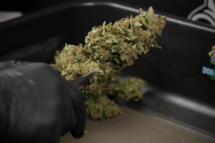 SOUR DIESEL-The Ascension of a Legend. Week 15 - hand trimming with love 