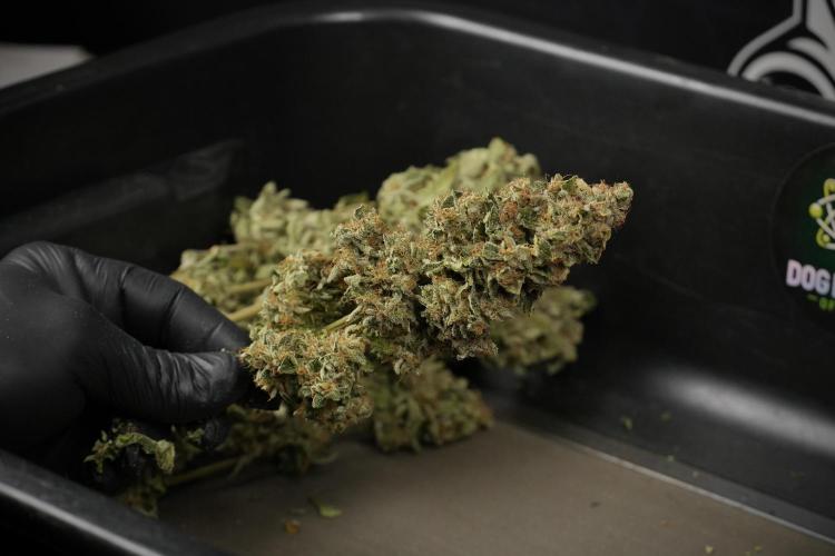 SOUR DIESEL-The Ascension of a Legend. Week 15 - hand trimming with love 