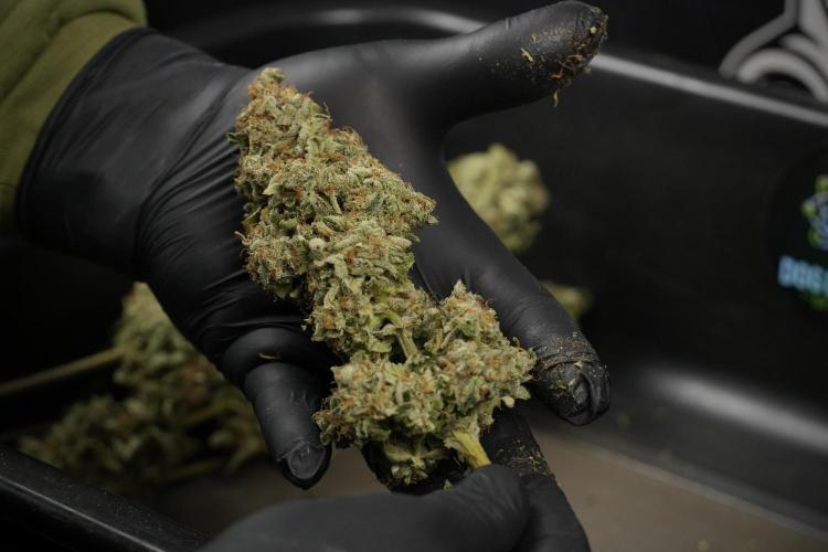 SOUR DIESEL-The Ascension of a Legend. Week 15 - hand trimming with love 