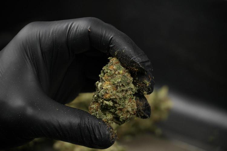SOUR DIESEL-The Ascension of a Legend. Week 15 - hand trimming with love 