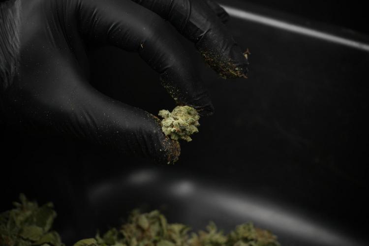 SOUR DIESEL-The Ascension of a Legend. Week 15 - hand trimming with love 