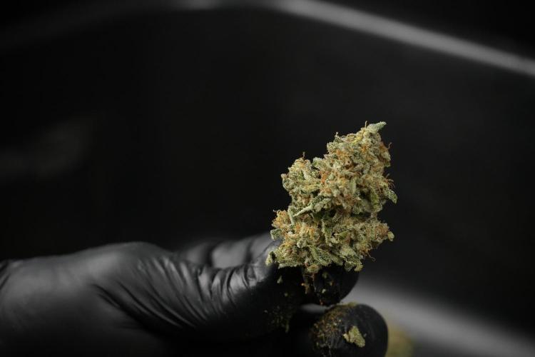 SOUR DIESEL-The Ascension of a Legend. Week 15 - hand trimming with love 