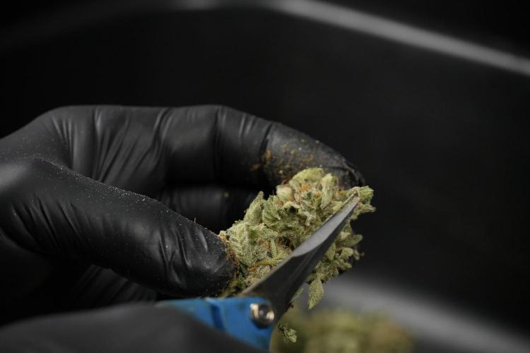 SOUR DIESEL-The Ascension of a Legend. Week 15 - hand trimming with love 