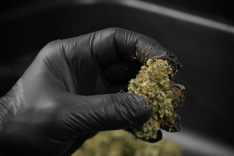 SOUR DIESEL-The Ascension of a Legend. Week 15 - hand trimming with love 