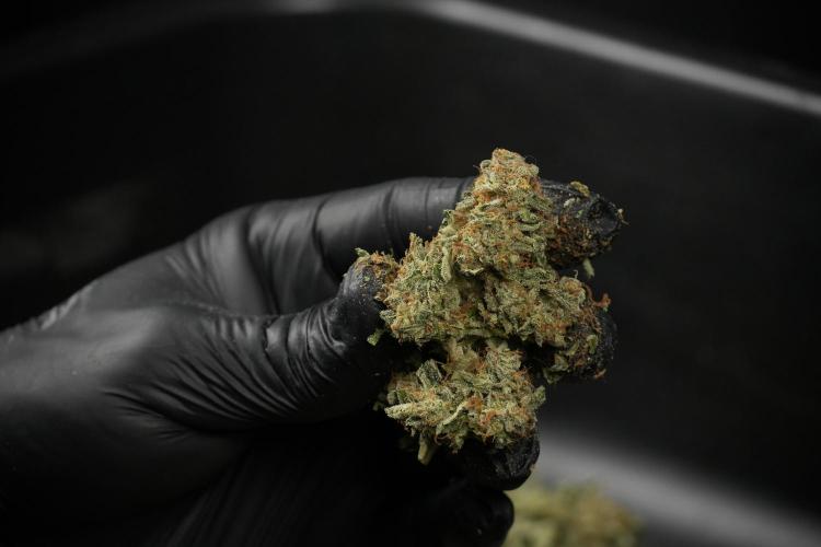 SOUR DIESEL-The Ascension of a Legend. Week 15 - hand trimming with love 
