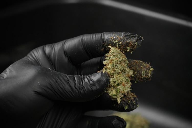 SOUR DIESEL-The Ascension of a Legend. Week 15 - hand trimming with love 