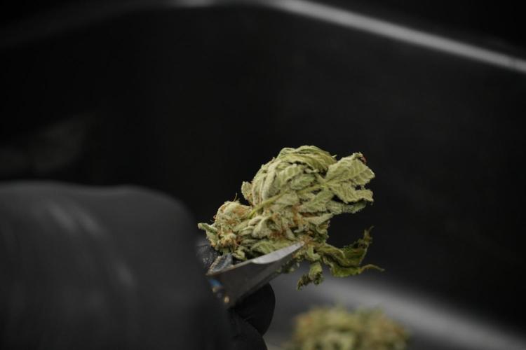 SOUR DIESEL-The Ascension of a Legend. Week 15 - hand trimming with love 