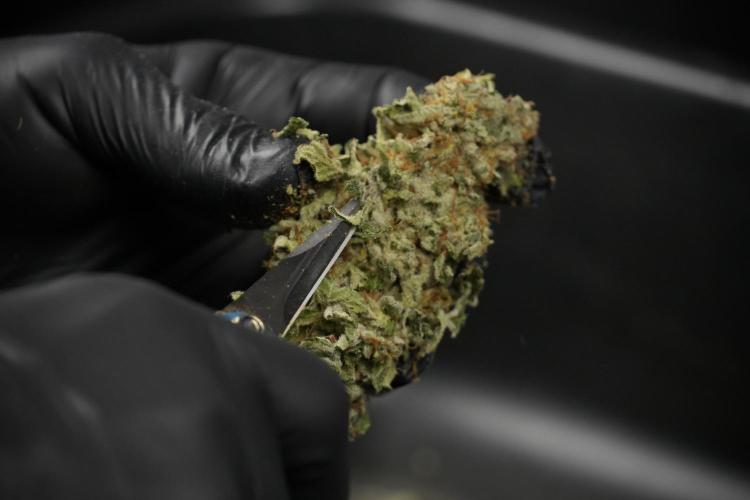 SOUR DIESEL-The Ascension of a Legend. Week 15 - hand trimming with love 