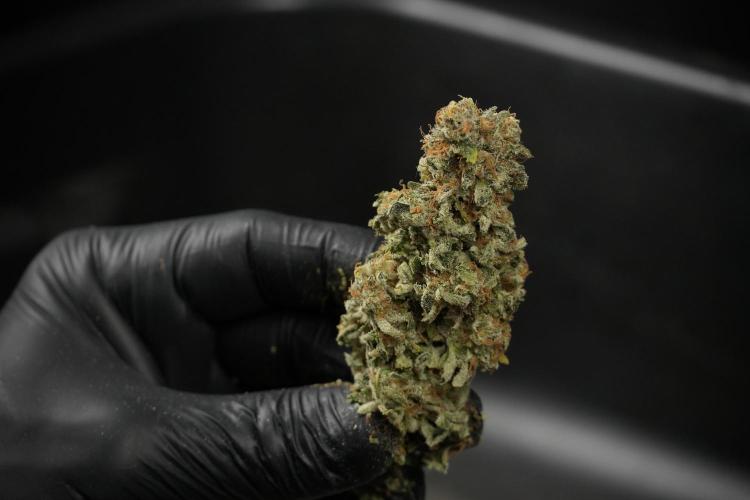 SOUR DIESEL-The Ascension of a Legend. Week 15 - hand trimming with love 