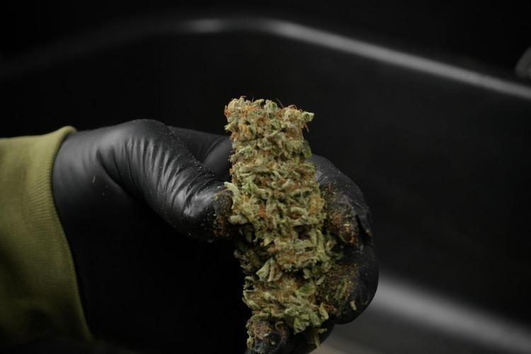SOUR DIESEL-The Ascension of a Legend. Week 15 - hand trimming with love 
