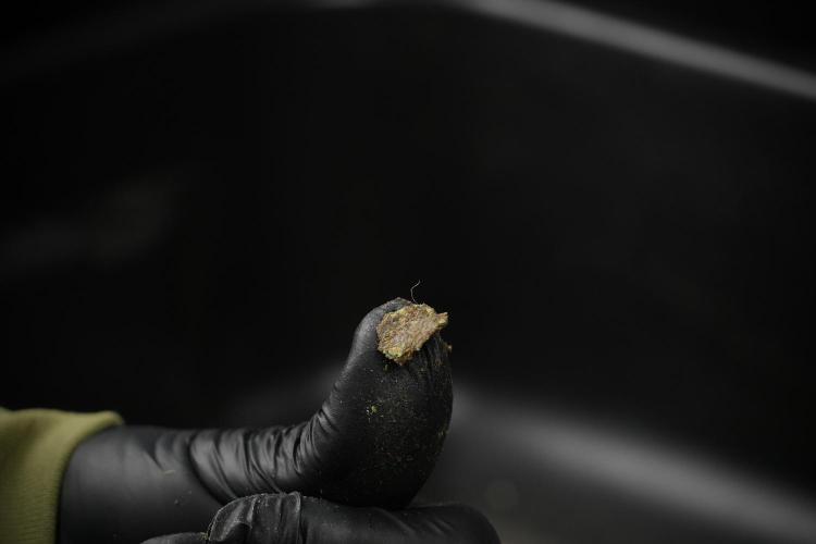 SOUR DIESEL-The Ascension of a Legend. Week 15 - sticky 