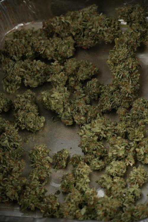 SOUR DIESEL-The Ascension of a Legend. Week 15 - the result 