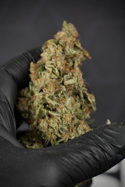 SOUR DIESEL-The Ascension of a Legend. Week 15 - the result 