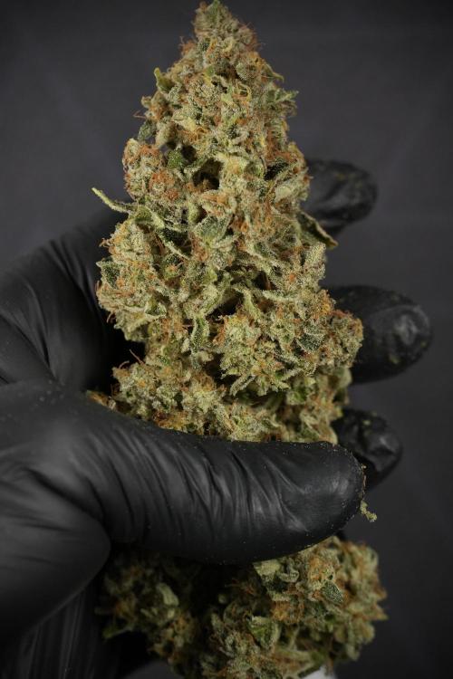 SOUR DIESEL-The Ascension of a Legend. Week 15 - the result 