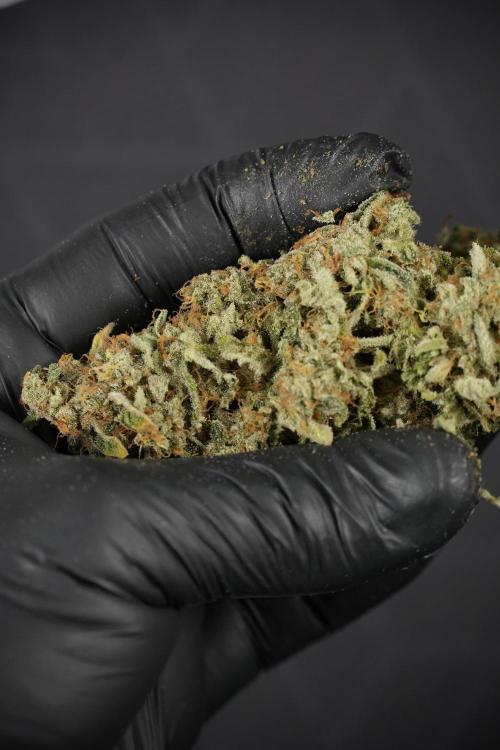 SOUR DIESEL-The Ascension of a Legend. Week 15 - the result 