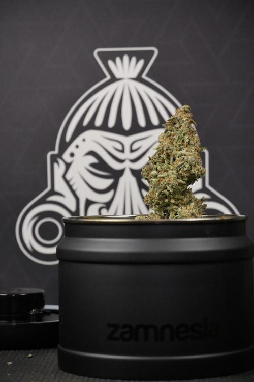 SOUR DIESEL-The Ascension of a Legend. Week 15 - saving 
