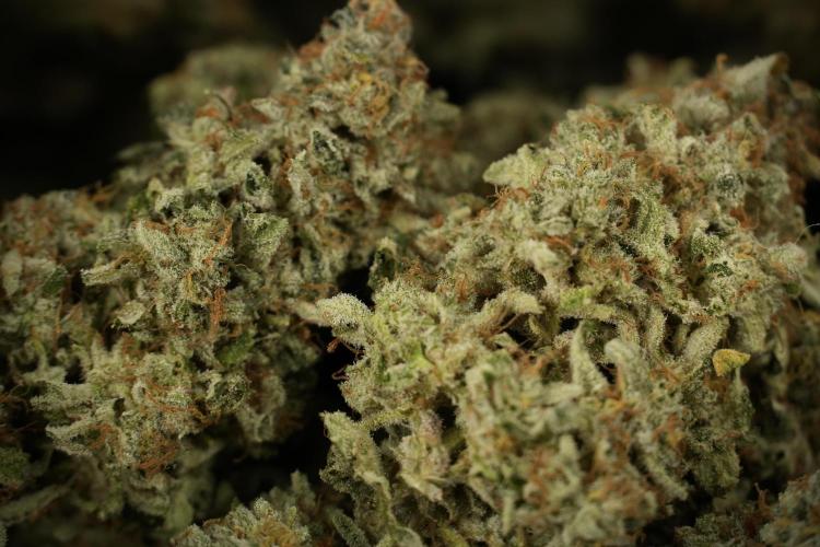 SOUR DIESEL-The Ascension of a Legend. Week 15 - saving 