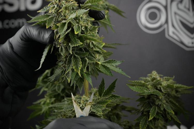 SOUR DIESEL-The Ascension of a Legend. Week 15 - Harvest day 