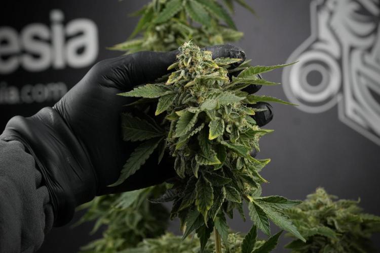 SOUR DIESEL-The Ascension of a Legend. Week 15 - Harvest day 