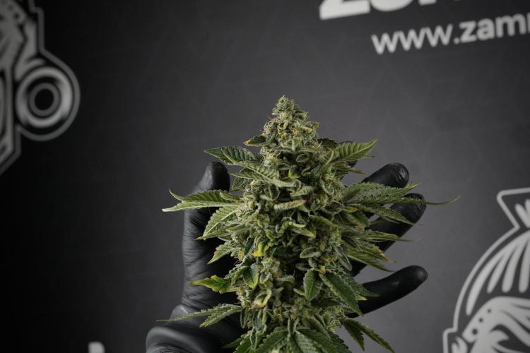 SOUR DIESEL-The Ascension of a Legend. Week 15 - Harvest day 