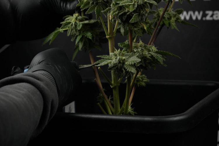 SOUR DIESEL-The Ascension of a Legend. Week 15 - Harvest day 