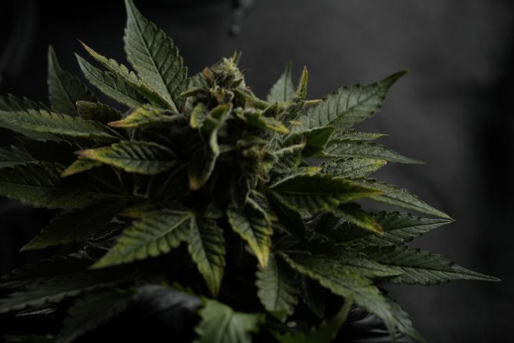 SOUR DIESEL-The Ascension of a Legend. Week 15 - Harvest day 