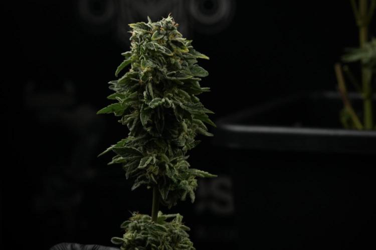 SOUR DIESEL-The Ascension of a Legend. Week 15 - Harvest day 