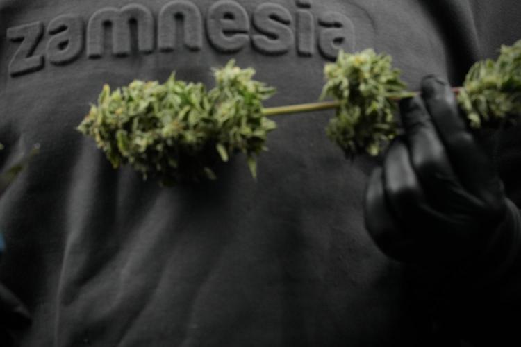 SOUR DIESEL-The Ascension of a Legend. Week 15 - Harvest day 