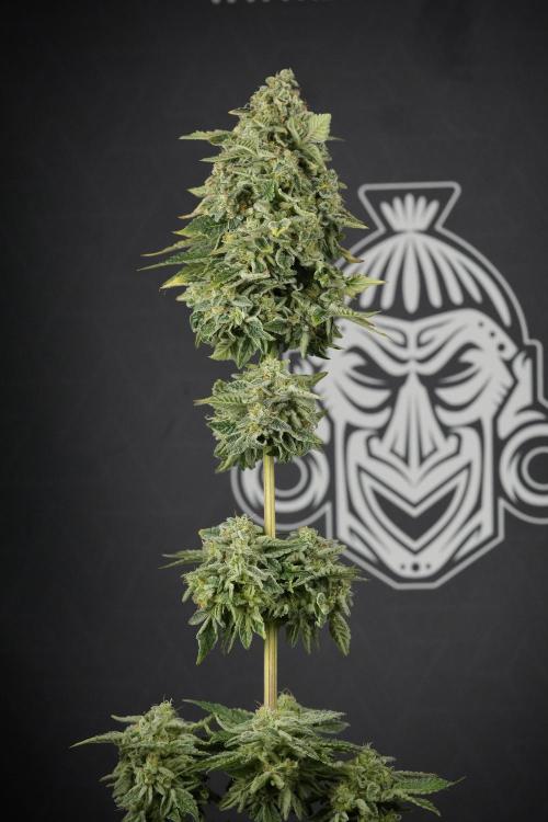 SOUR DIESEL-The Ascension of a Legend. Week 15 - Harvest day 