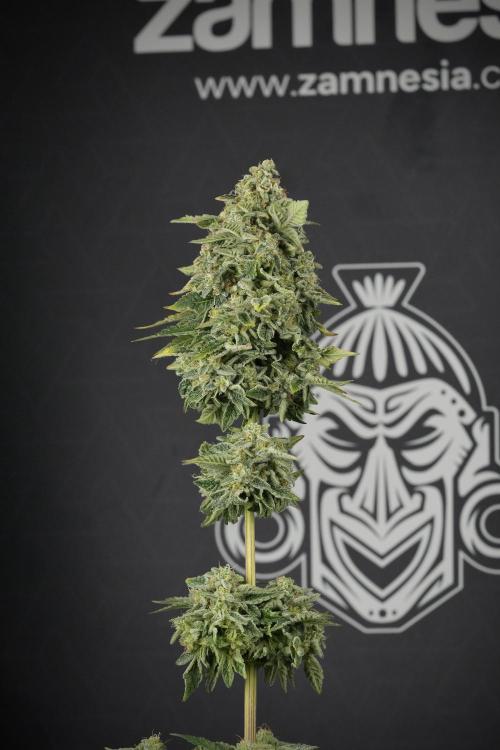 SOUR DIESEL-The Ascension of a Legend. Week 15 - Harvest day 